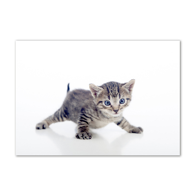 Moderný akrylový fotoobraz Malá mačka