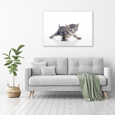 Moderný akrylový fotoobraz Malá mačka