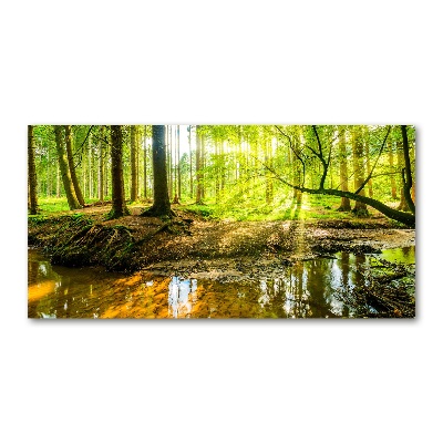 Foto obraz akrylový do obývačky Rybník v lese