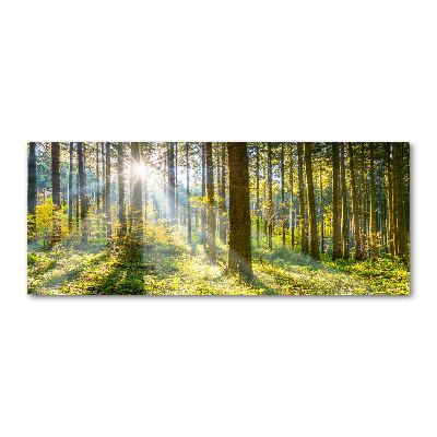 Foto obraz akrylový Les slnko