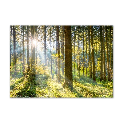 Foto obraz akrylový Les slnko