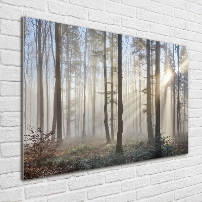 Foto obraz akrylový do obývačky Hmla v lese