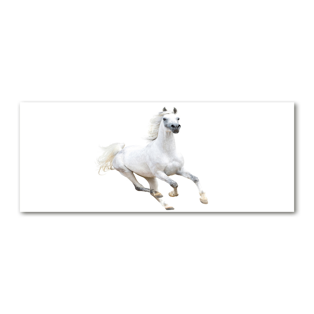 Foto obraz akrylové sklo Biely arabský kôň