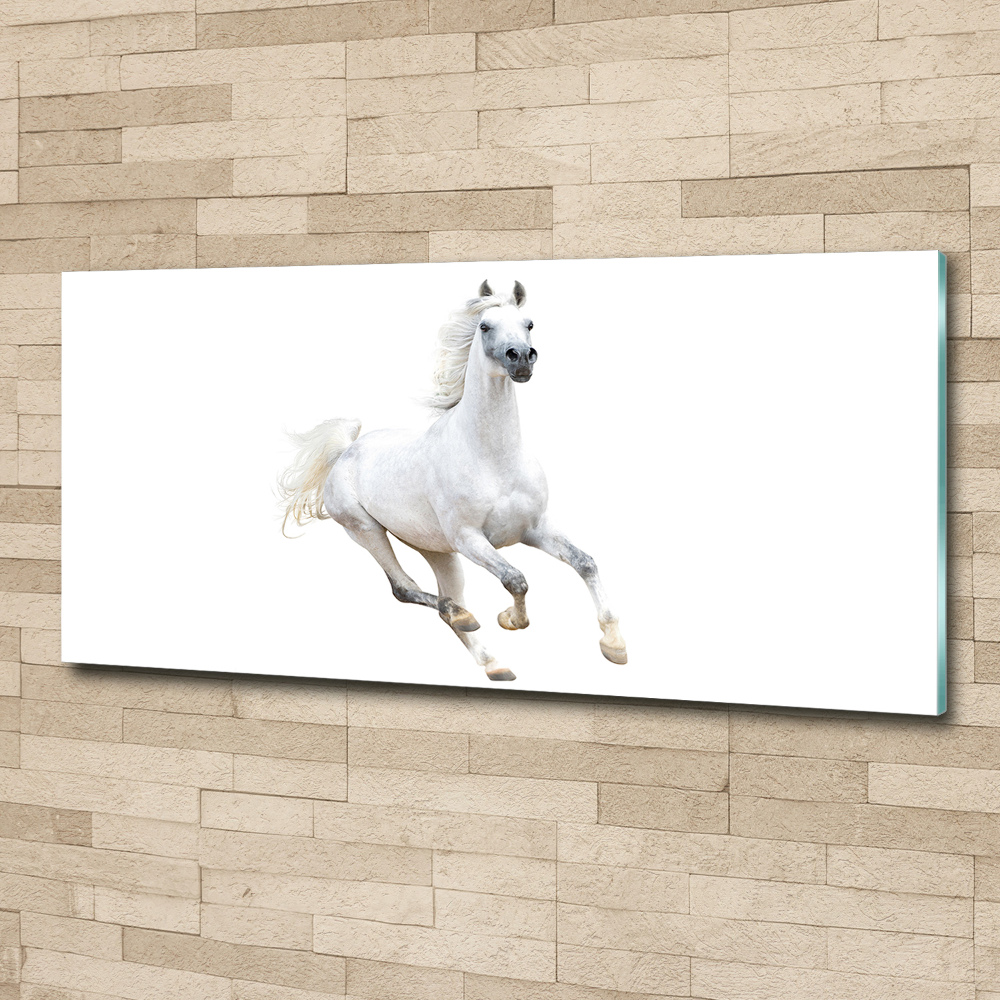 Foto obraz akrylové sklo Biely arabský kôň