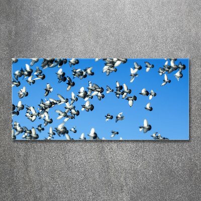 Foto obraz akryl do obývačky Stádo holubov