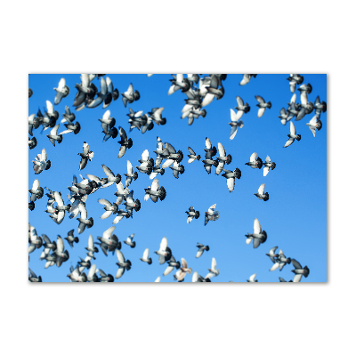 Foto obraz akryl do obývačky Stádo holubov