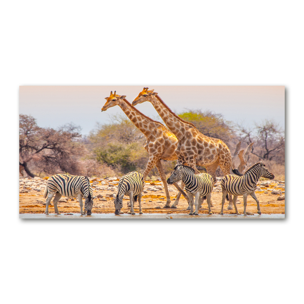 Foto obraz akrylový Žieravé a zebry