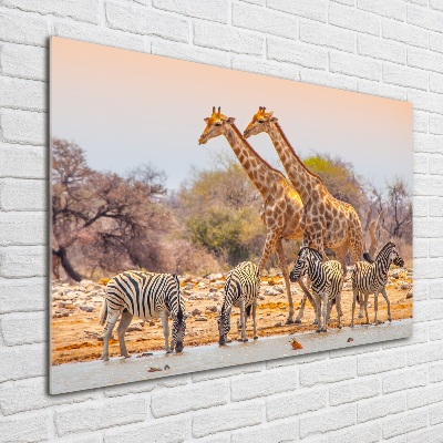 Foto obraz akrylový Žieravé a zebry