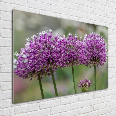 Foto obraz akrylové sklo Kvet cesnaku