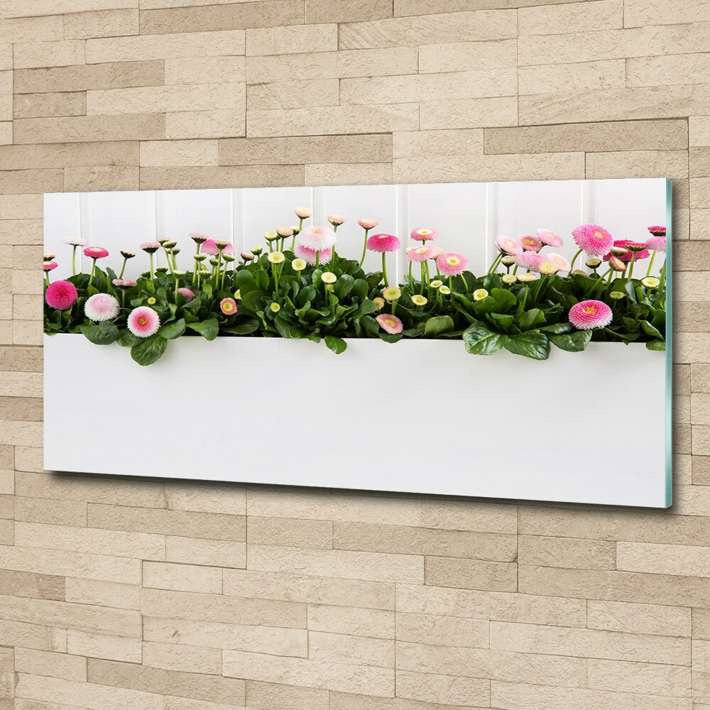 Foto obraz akrylový na stenu Ružové sedmokrásky
