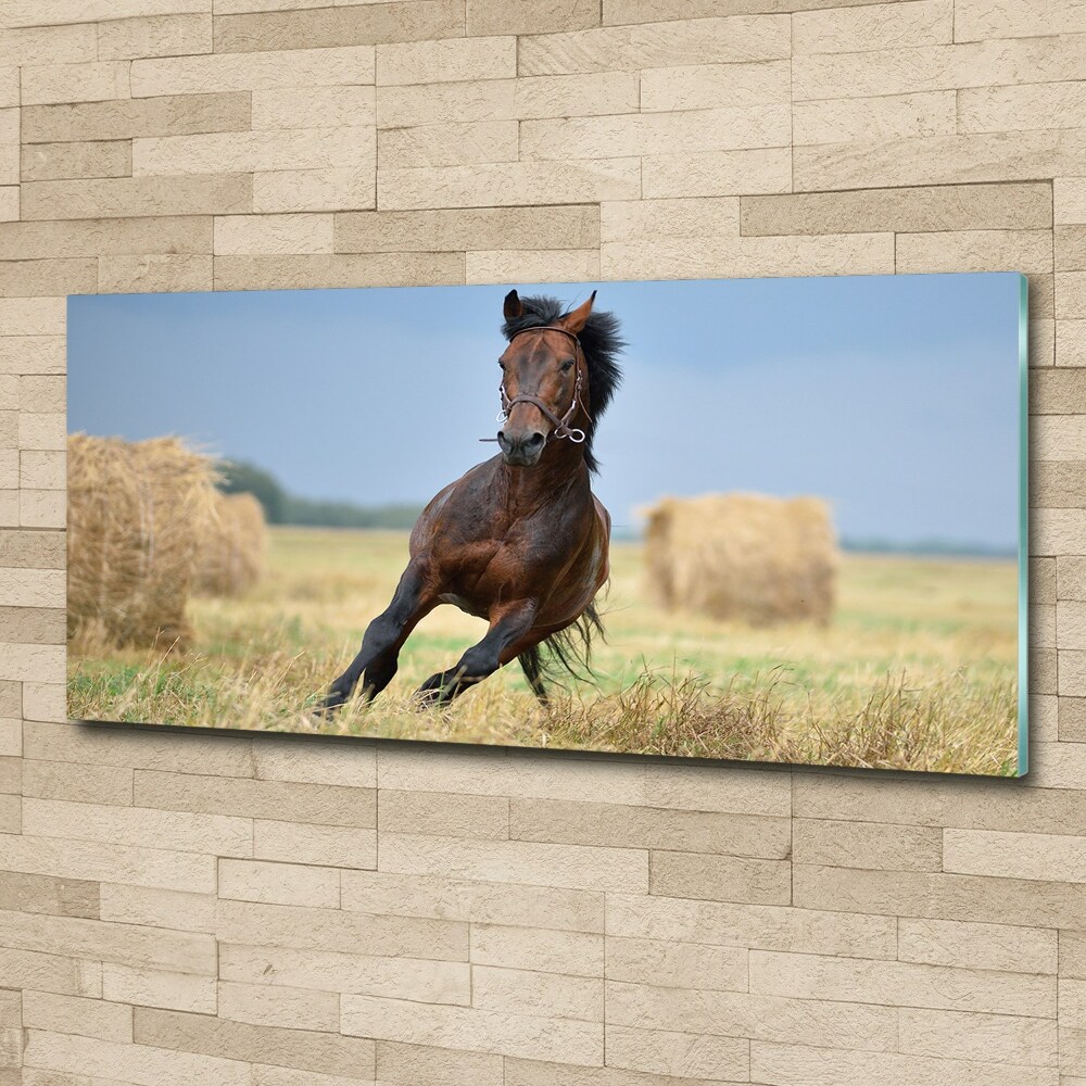 Foto obraz akrylový do obývačky Kôň v cvale