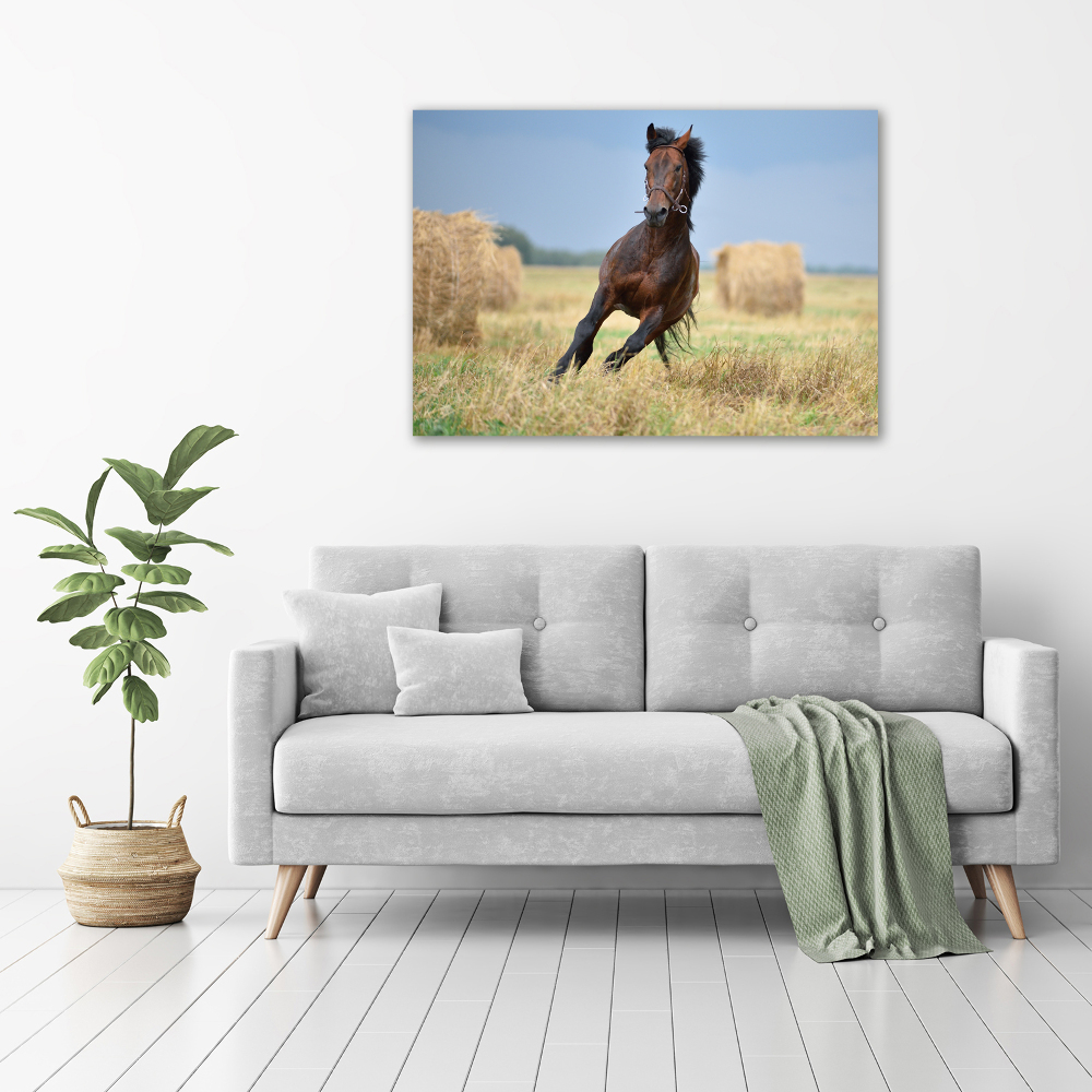 Foto obraz akrylový do obývačky Kôň v cvale