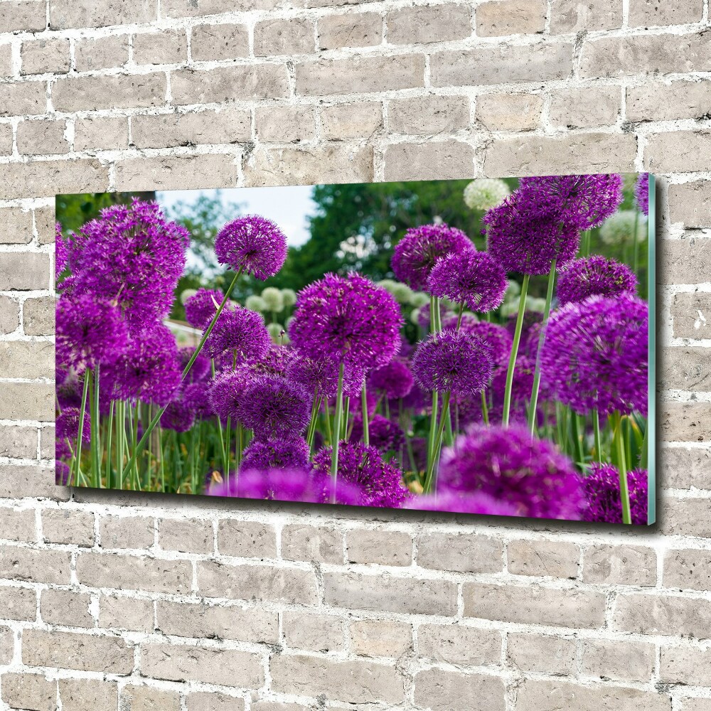 Foto obraz akrylový na stenu Kvet cesnaku