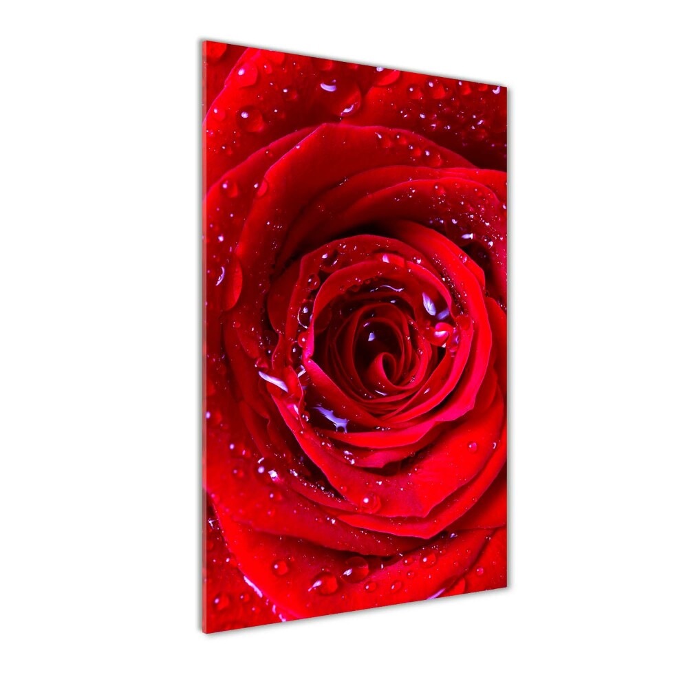 Vertikálny foto obraz akrylový do obývačky Červená ruža