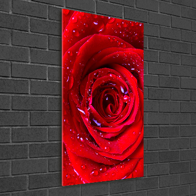 Vertikálny foto obraz akrylový do obývačky Červená ruža