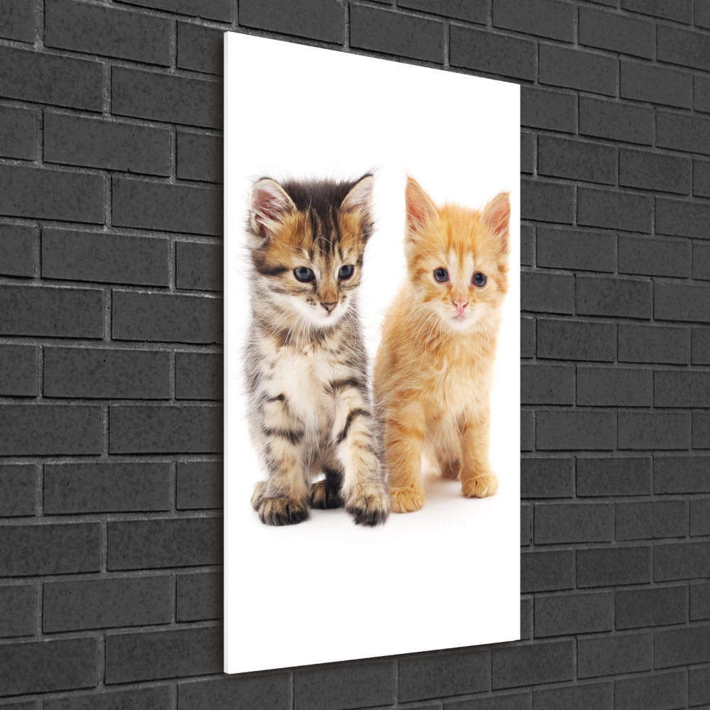 Vertikálny foto obraz akrylové sklo Sivá a červená mačka