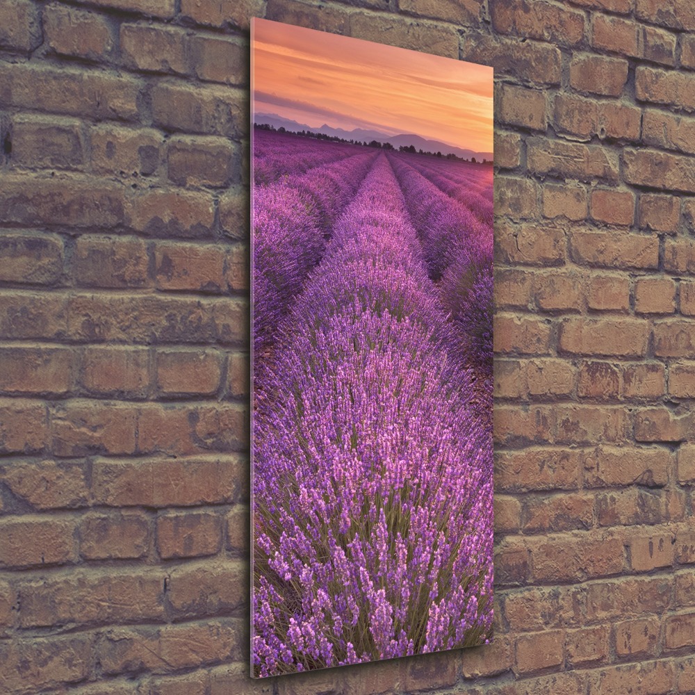 Vertikálny moderný akrylový fotoobraz Pole levanduľa