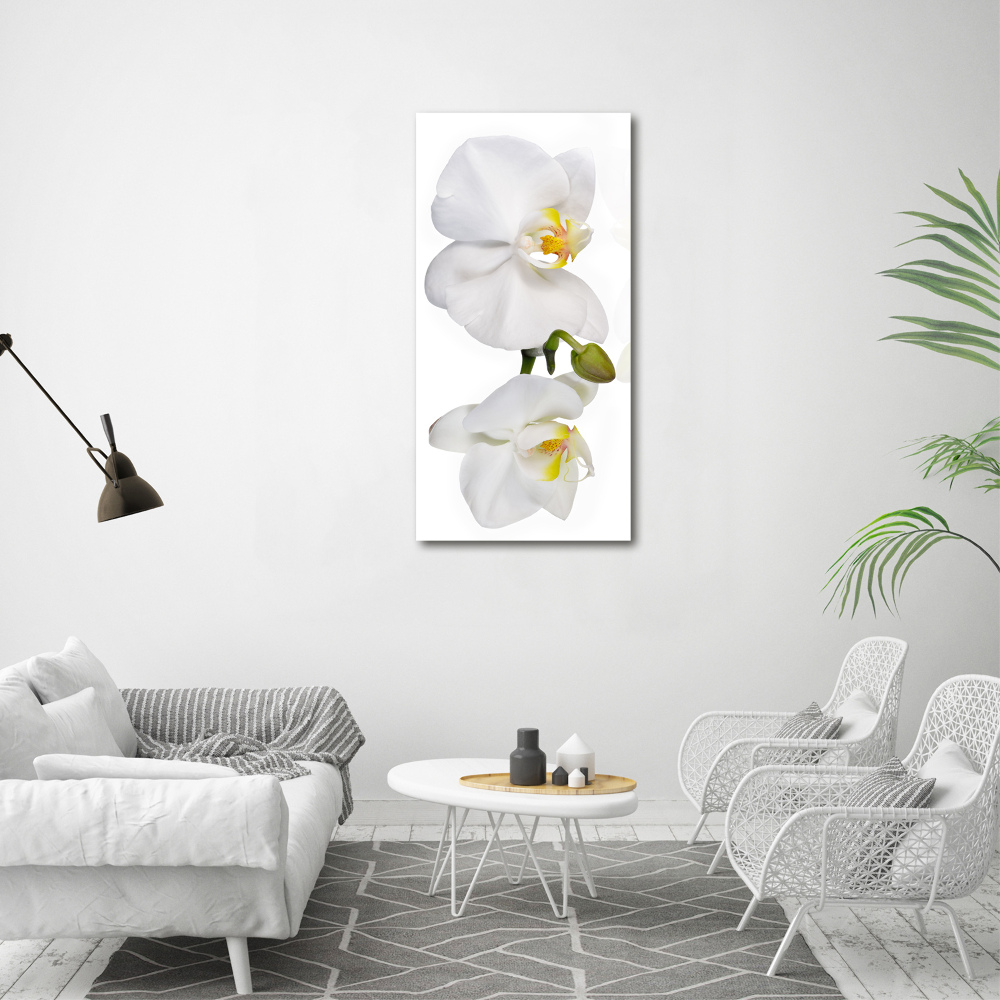 Vertikálny foto obraz akryl do obývačky Biela orchidea
