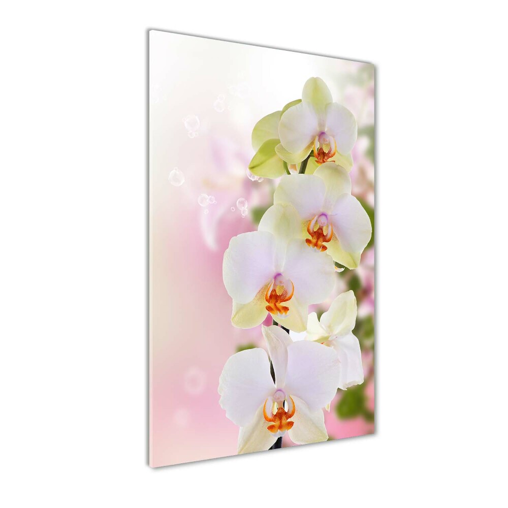 Vertikálny foto obraz akryl do obývačky Biela orchidea