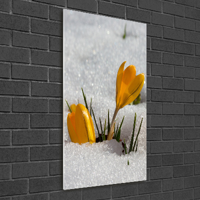 Vertikálny foto obraz akrylový do obývačky Žlté krókusy