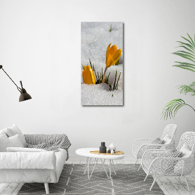 Vertikálny foto obraz akrylový do obývačky Žlté krókusy