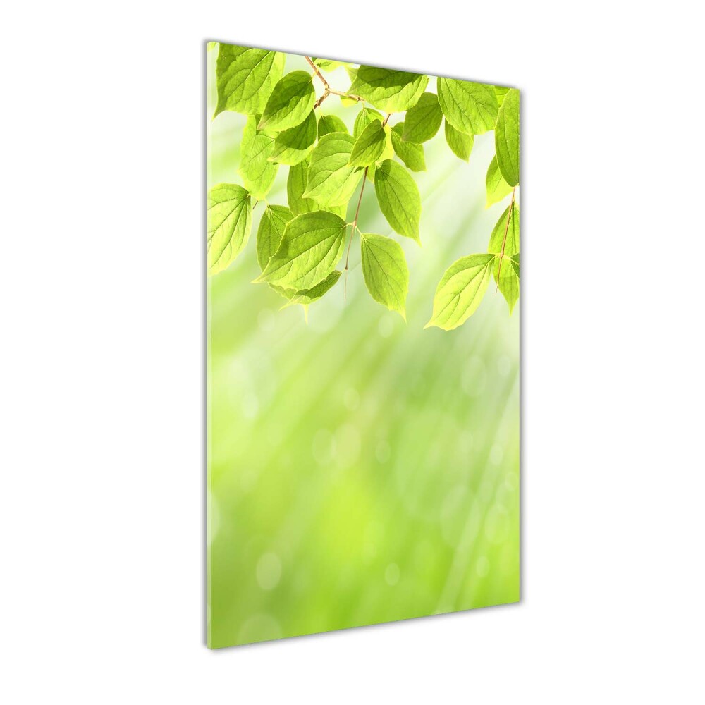 Vertikálny foto obraz akryl do obývačky Zelené listy