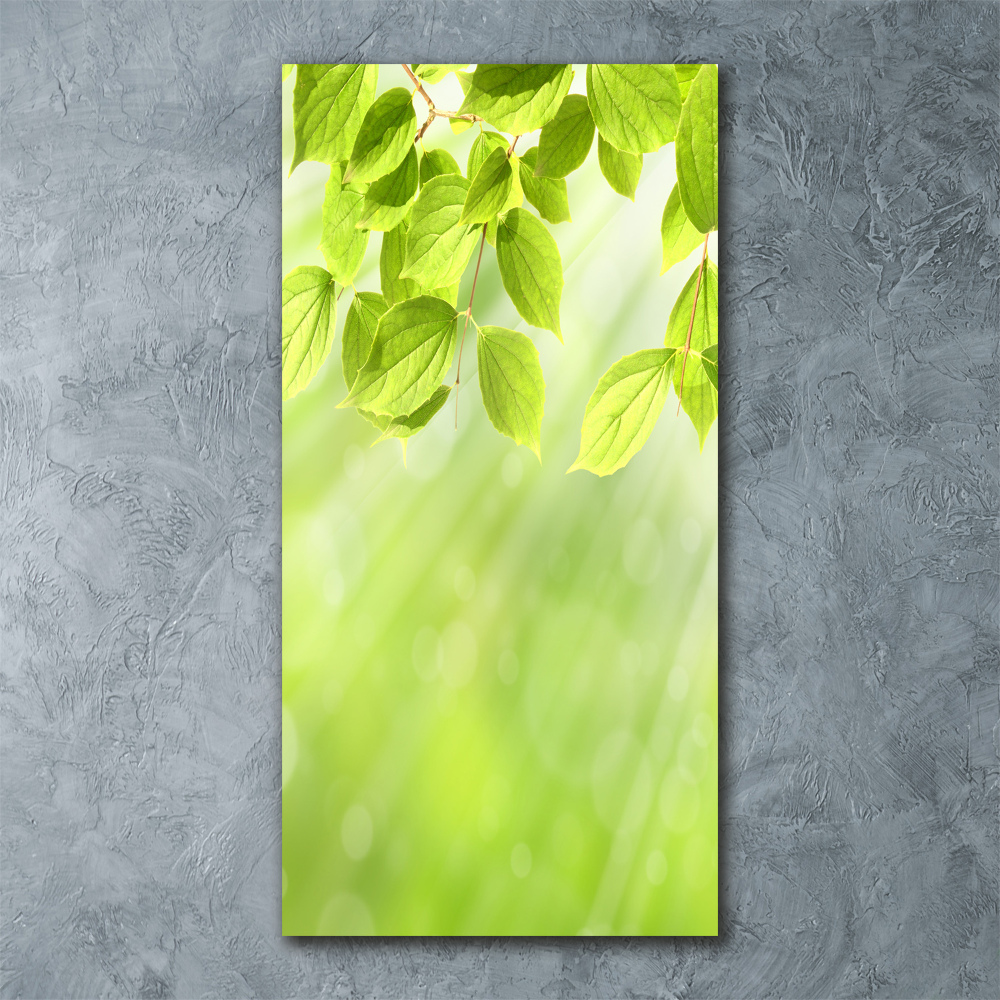 Vertikálny foto obraz akryl do obývačky Zelené listy