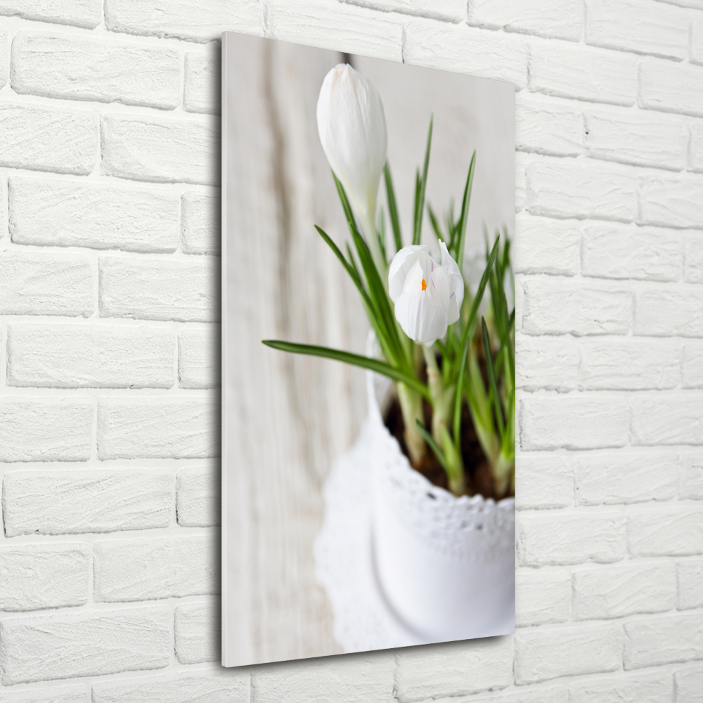 Vertikálny foto obraz akrylový do obývačky Biele krókusy