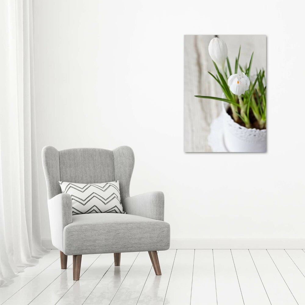 Vertikálny foto obraz akrylový do obývačky Biele krókusy