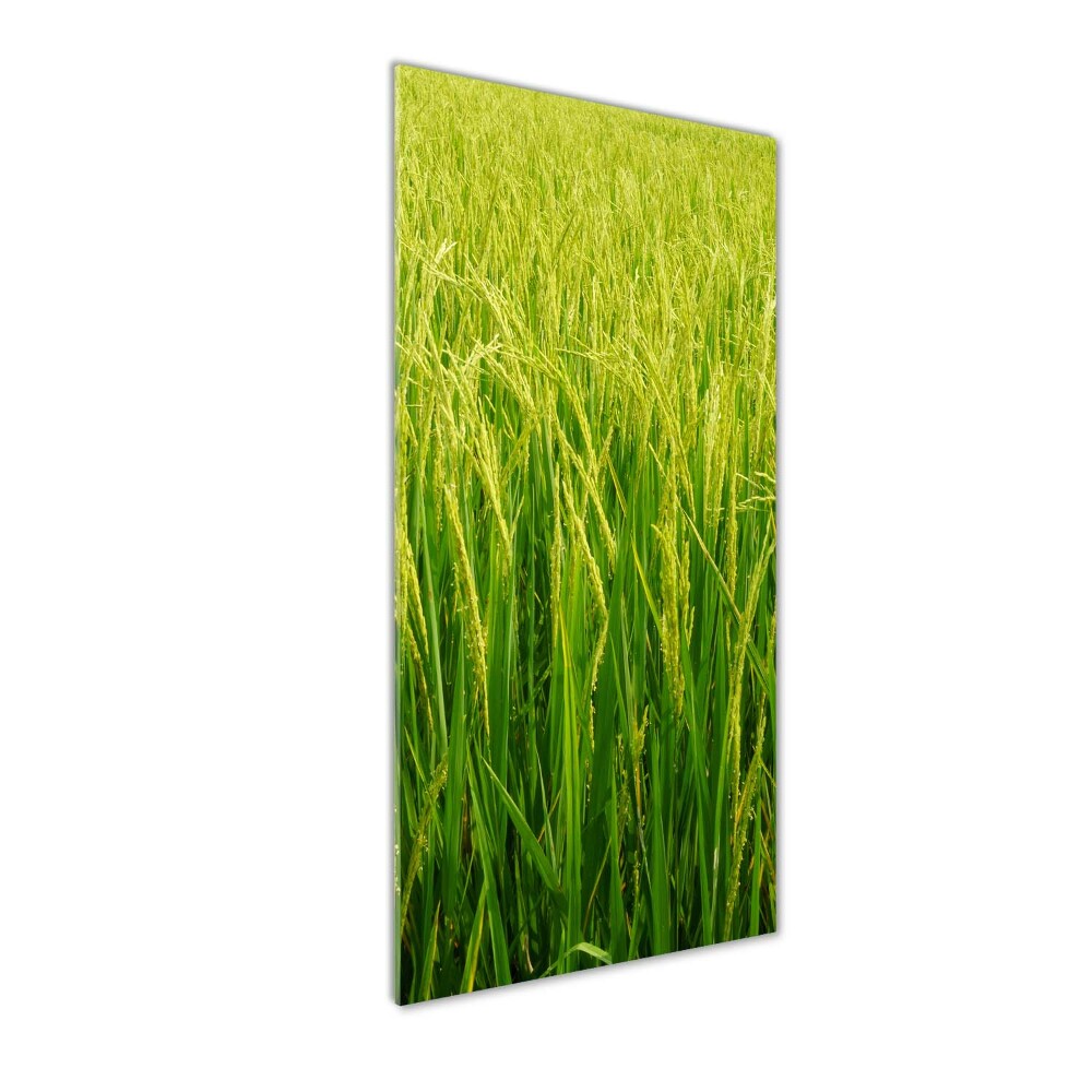 Vertikálny foto obraz akryl do obývačky Plantáž ryža
