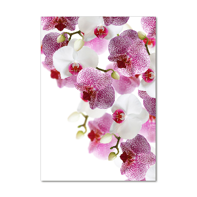 Vertikálny foto obraz akrylový na stenu Orchidea