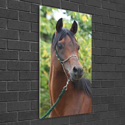 Vertikálny foto obraz akrylový do obývačky Portrét koňa