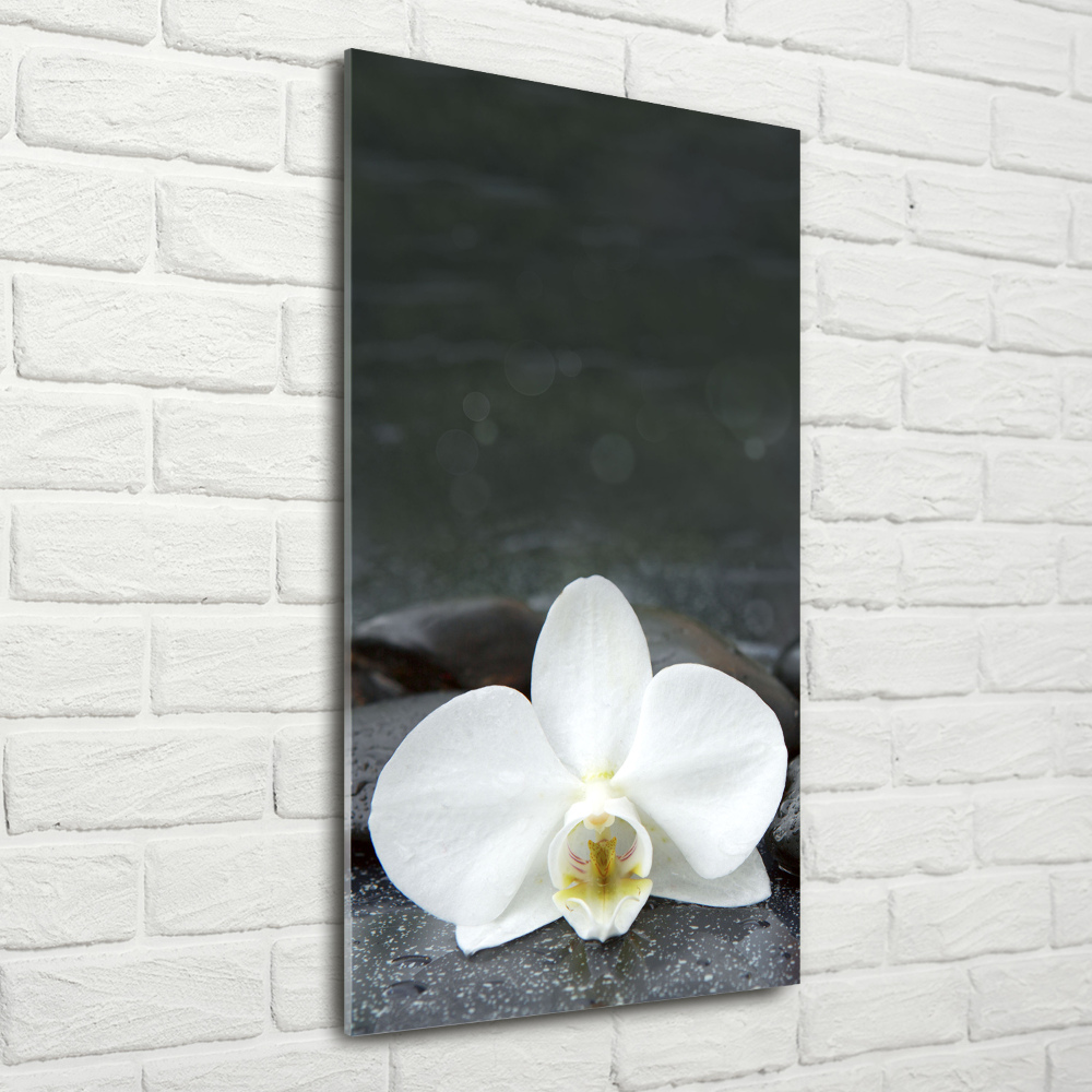 Vertikálny foto obraz akrylový Orchidea kamene