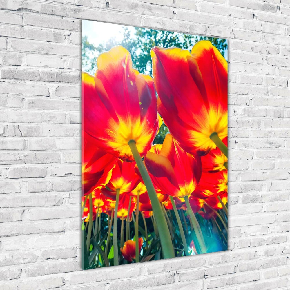 Vertikálny foto obraz akrylový Červené tulipány