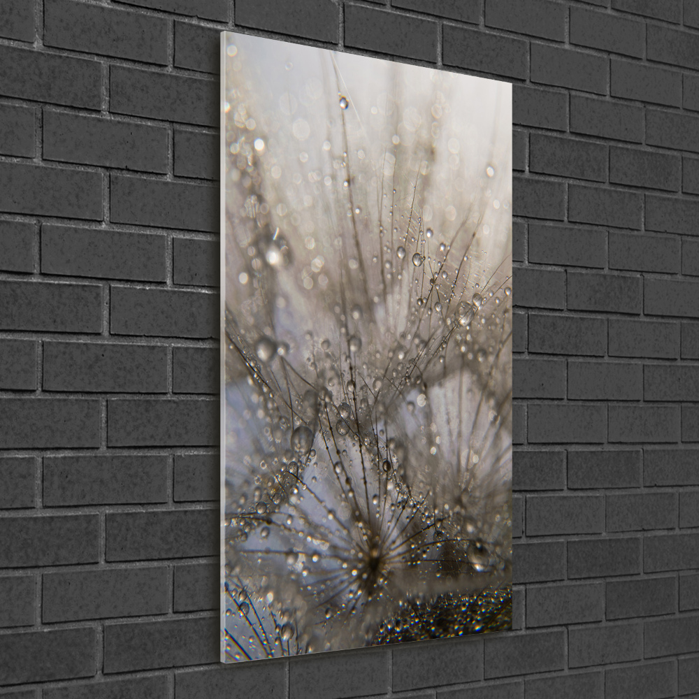 Vertikálny foto obraz akrylový Semená púpavy