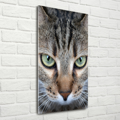 Vertikálny foto obraz akrylový na stenu Oči mačky