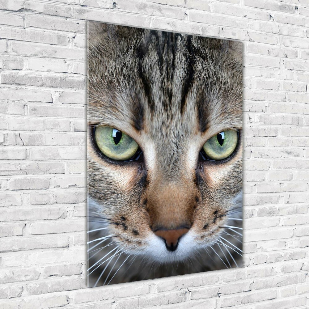 Vertikálny foto obraz akrylový na stenu Oči mačky