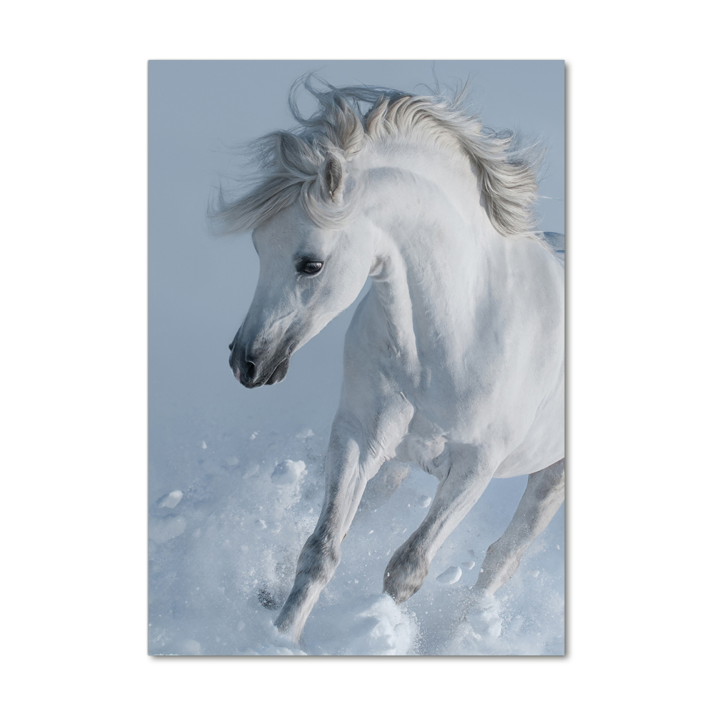 Vertikálny foto obraz akrylový Biely kôň cval