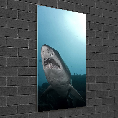 Vertikálny foto obraz akrylový na stenu Veľký žralok