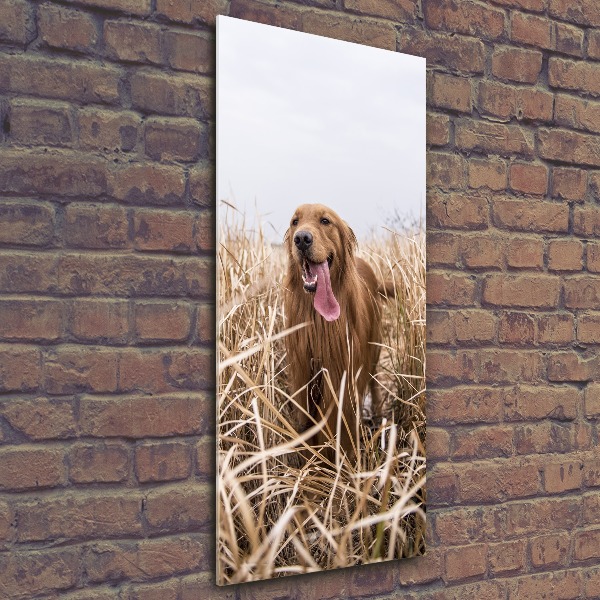 Vertikálny foto obraz akrylové sklo Golden retriever