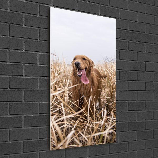 Vertikálny foto obraz akrylové sklo Golden retriever