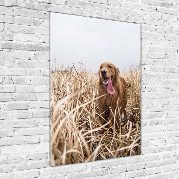 Vertikálny foto obraz akrylové sklo Golden retriever