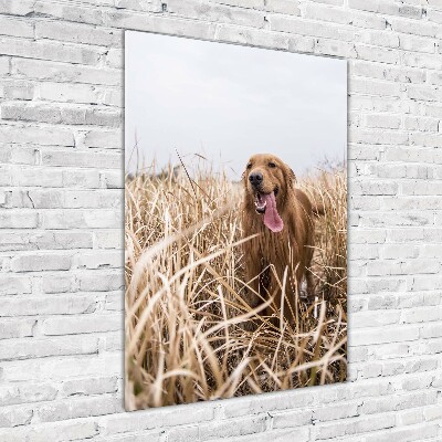 Vertikálny foto obraz akrylové sklo Golden retriever