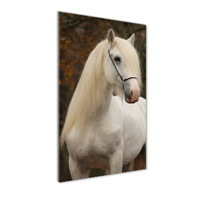 Vertikálny foto obraz akrylový na stenu Biely kôň