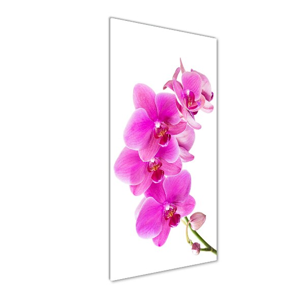 Vertikálny foto obraz akrylové sklo Ružová orchidea