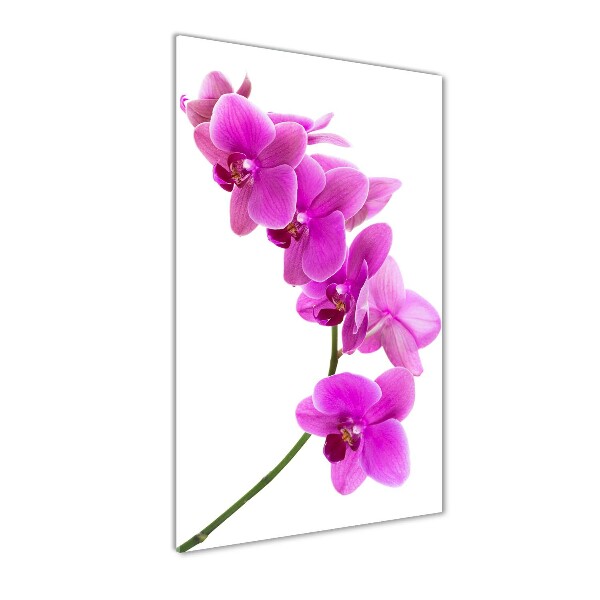 Vertikálny foto obraz akrylové sklo Ružová orchidea