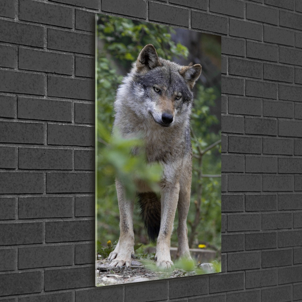 Vertikálny moderný akrylový fotoobraz Vlk v lese