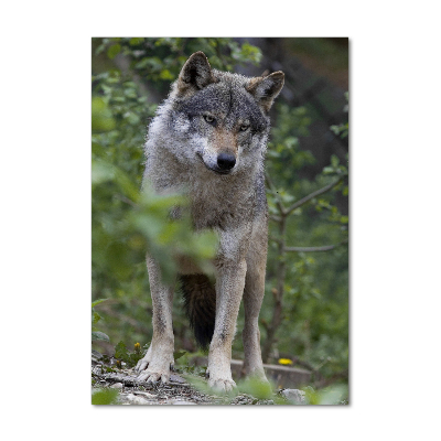 Vertikálny moderný akrylový fotoobraz Vlk v lese