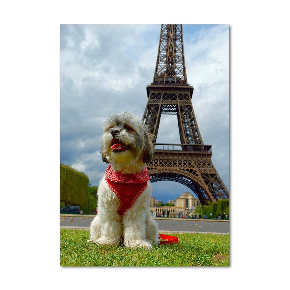 Vertikálny foto obraz akrylový do obývačky Pes v Paríži