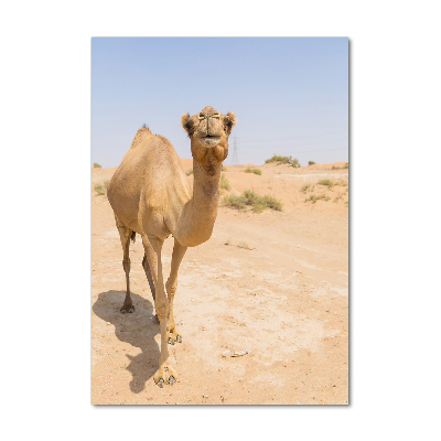 Vertikálny foto obraz akrylový Ťava na púšti